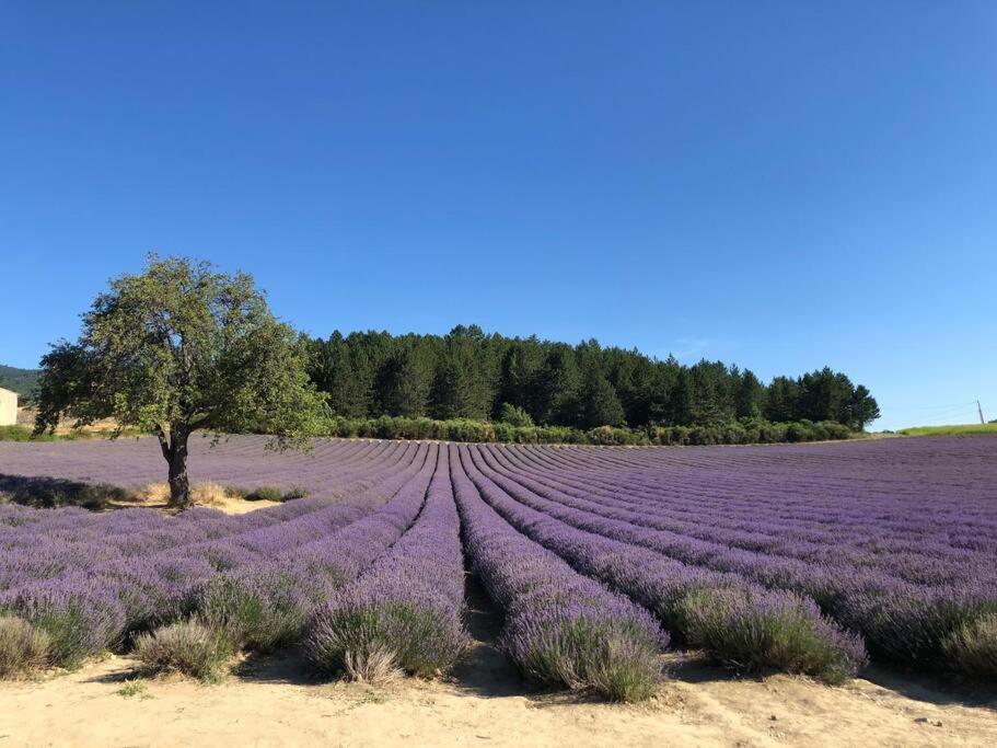 Entre Lavande Et Oliviers *